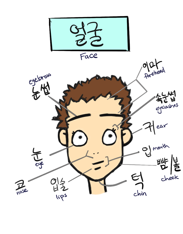 Milkcocoah Korean — Next are the parts of the face! 얼굴 face 이마...