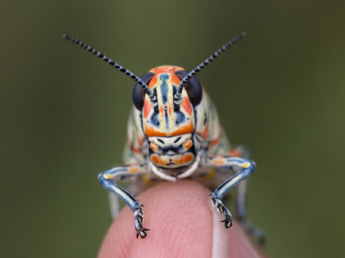 insect grasshopper arizona fancy photographers on tumblr textless amadee ricketts painted grasshopper rainbow grasshopper macro in the yard fingers summer nymph