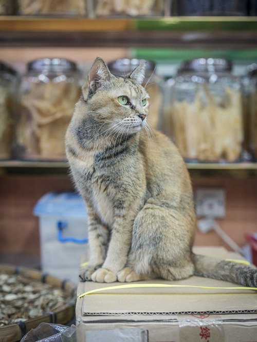 bobbycaputo:These ‘Shop Cats’ In Hong Kong Will Make You...