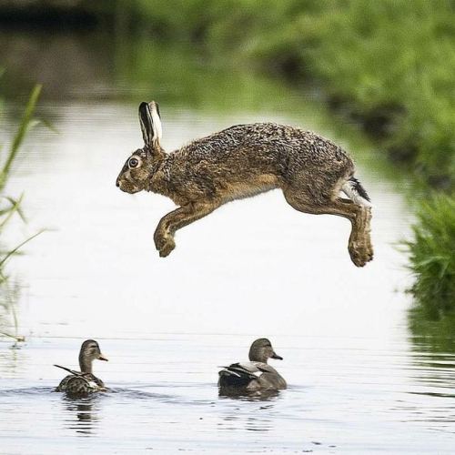 Funny Wildlife • Hare We Go! #repost From #wildographers