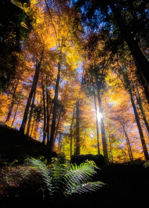 coiour-my-world:the forest | Wamberg, Bavaria | Marco...