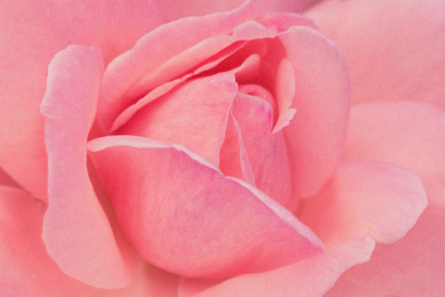pink rose on Tumblr