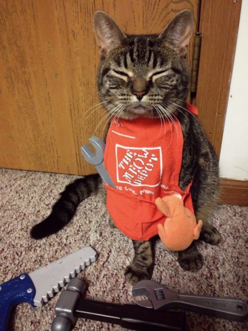 catcosplayuniverse:THE MEOW DEPOT