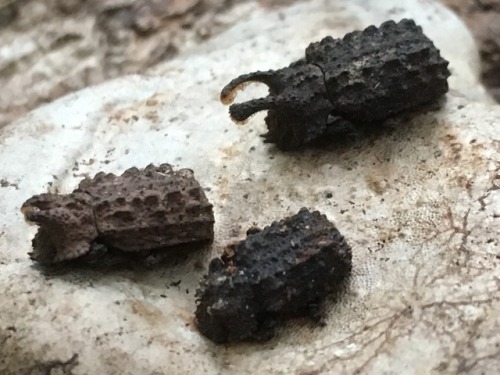 platycryptus:major male, minor male and female horned fungus...