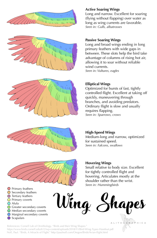 This week: Form follows function! You can tell a lot about a bird by its wings. Patreon | Instagram | Facebook | Twitter |...