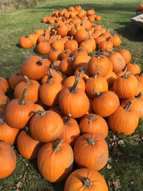 floralwaterwitch:Pumpkin picking with my pumpkin 