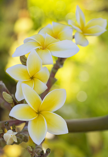 hawaiian flowers on Tumblr