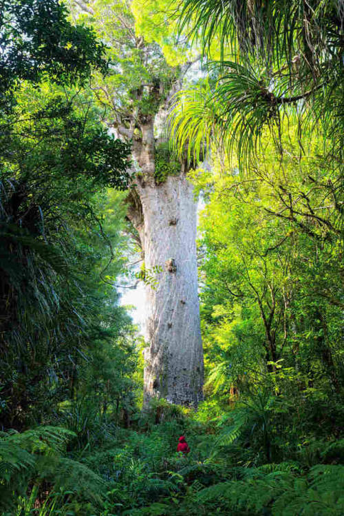 berghahnbooks:Photos Of Extraordinary Trees Around The World