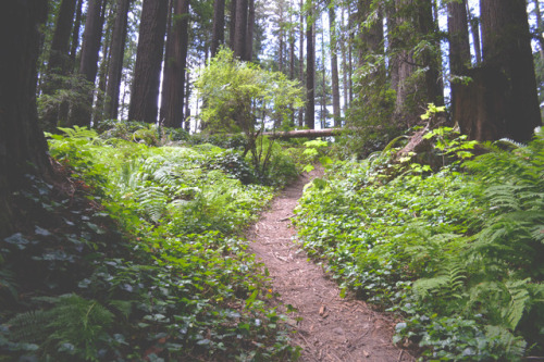 megarah-moon:Take me on an adventure to the redwoods and I will...