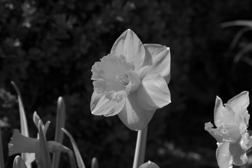 Spring Daffodils