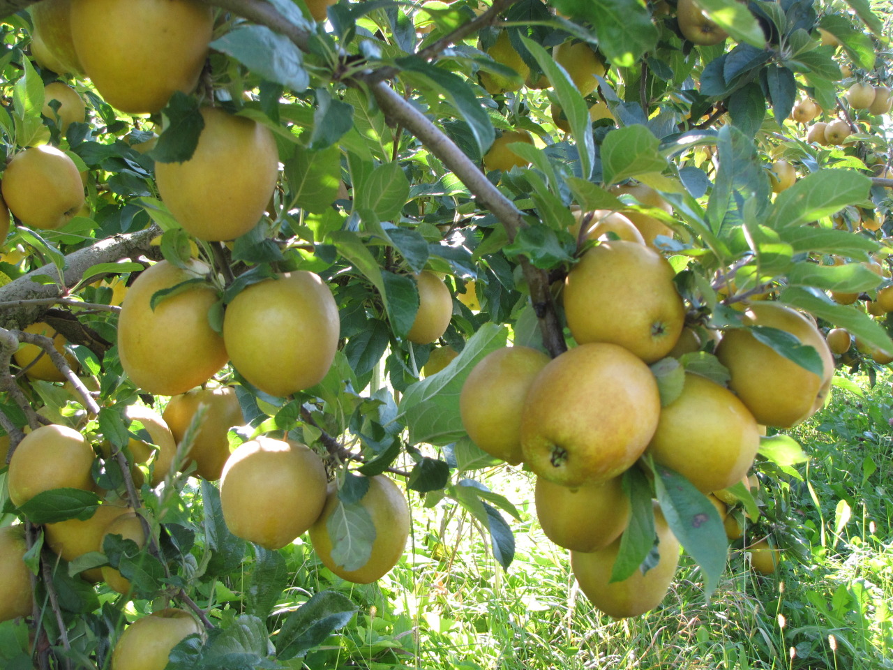 The official state fruit tree is the Rhode Island ...