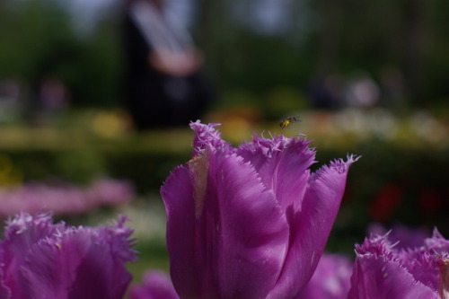 Tulips of Floralia Brussels