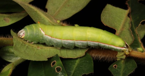 sinobug