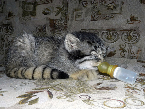 cuteanimals-only:Rescued Pallas’s cat kitten eye colour...