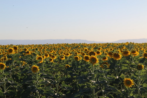 There is about a two week span in the summer that sunflowers are...