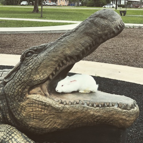 thedailybunnies:Oh no, your tooth hurts? Here, let me see. -...