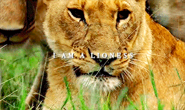 A lioness has got a lot more power than the lion likes to think she has.  - Page 2 Tumblr_pnvgkzUgb01r6n5y0o3_r2_400