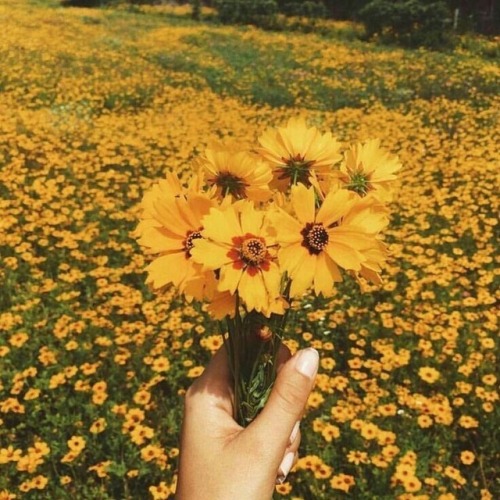 Yellow Flower On Tumblr