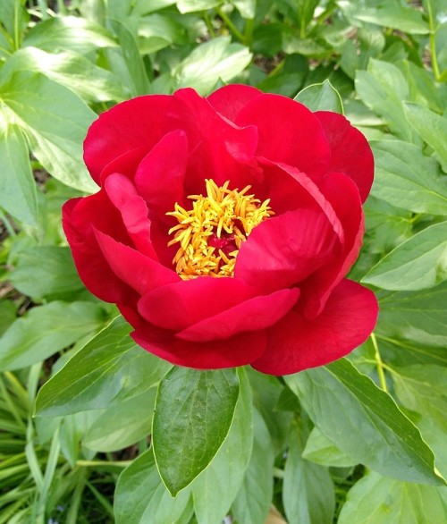 Amazing Red Peony Flower in my garden