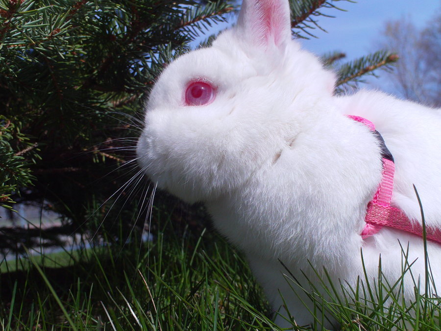 Tiny bunny фото