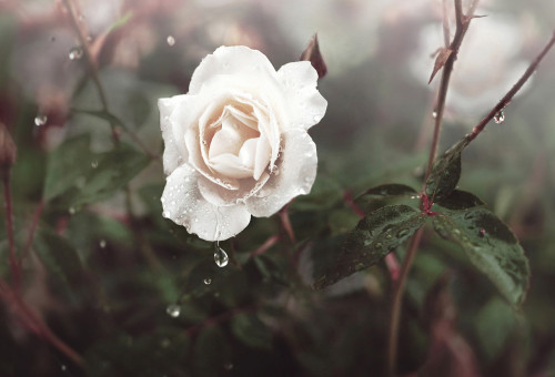 andantegrazioso:Raindrops on petals | Michelle...