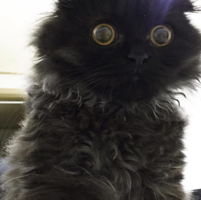 The Daily Buzz — Gimo the cat has insanely huge eyes