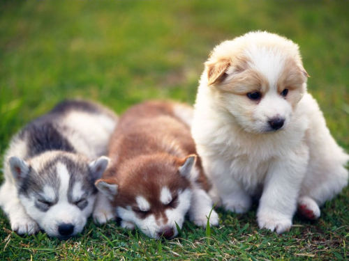 Today’s Cute Puppy