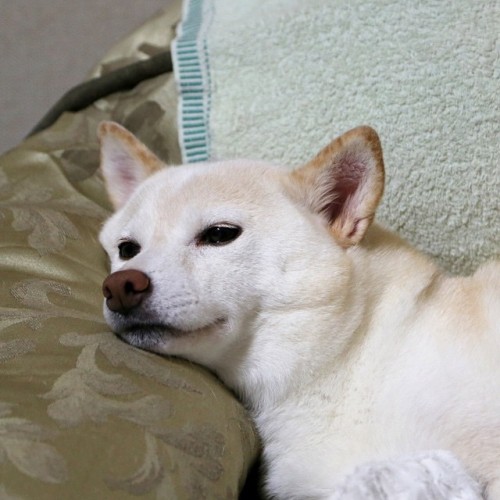 shiba500:最近雨多いよね…Rainy …. rainy… #shiba #shibainu #shibalover...