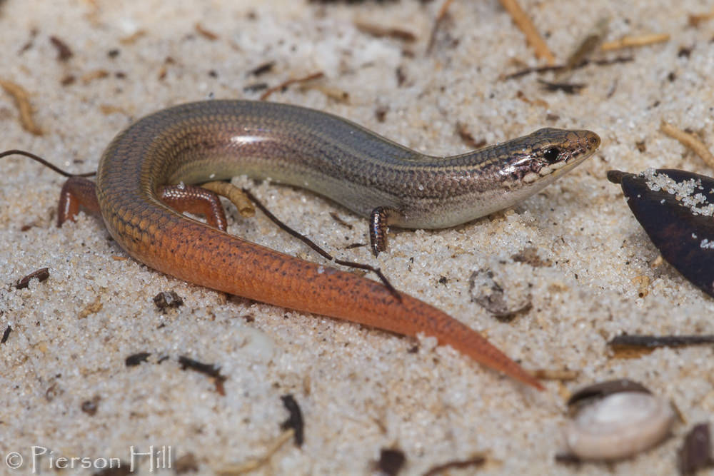 phylogeography of the bluetail mole skink