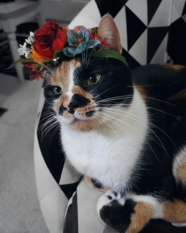 calico cat aesthetic | Tumblr