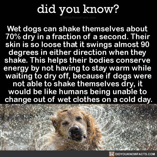 wet-dogs-can-shake-themselves-about-70-dry-in-a
