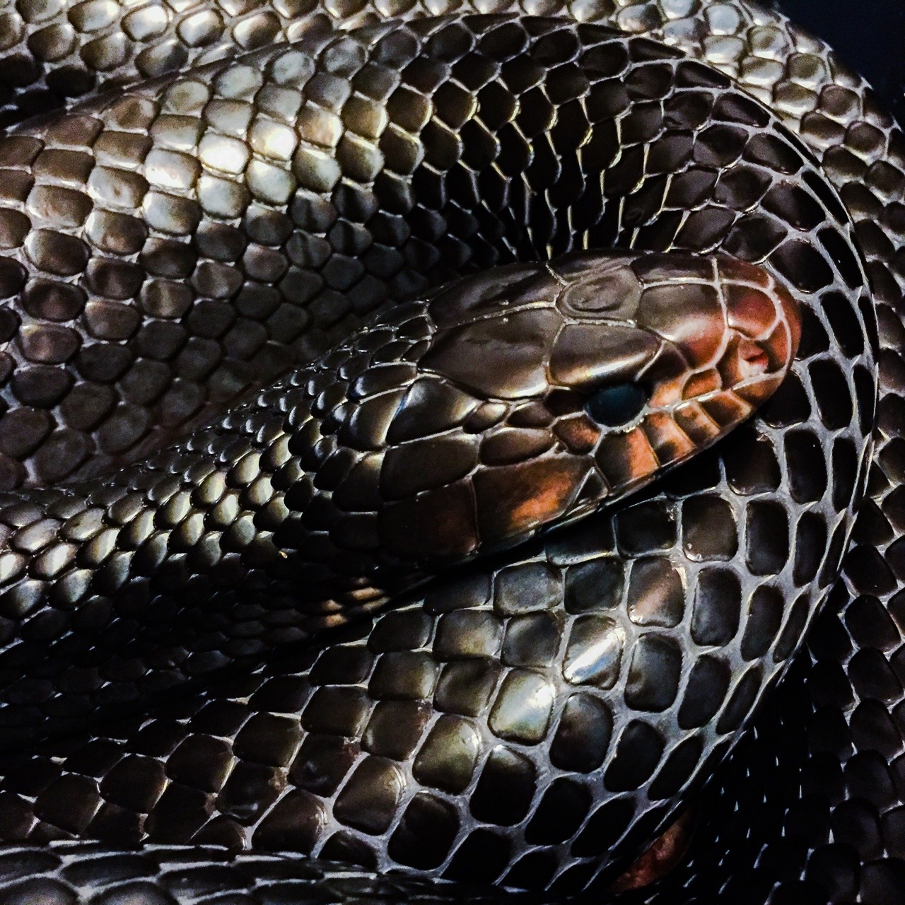 F&O Fabforgottennobility — teleos: eastern indigo REALLY in shed.