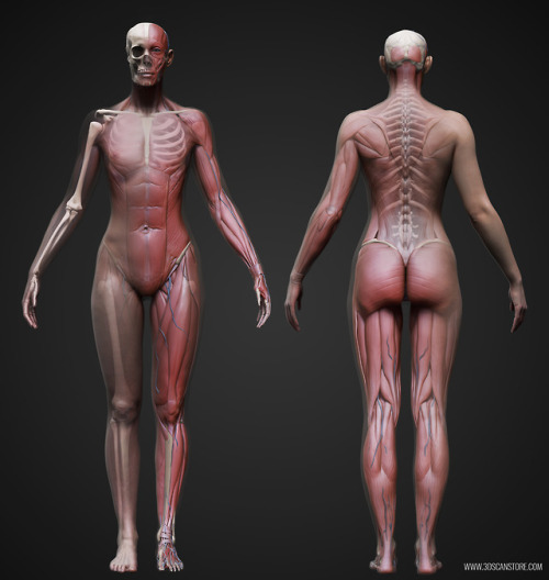 anatomy360:Male and Female Ecorche Models