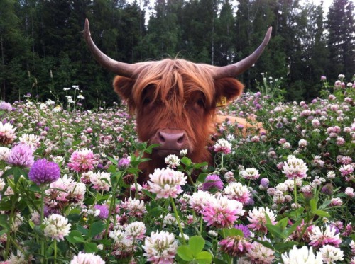 colorchangingleaves:In case you need a cheer up: here are a...