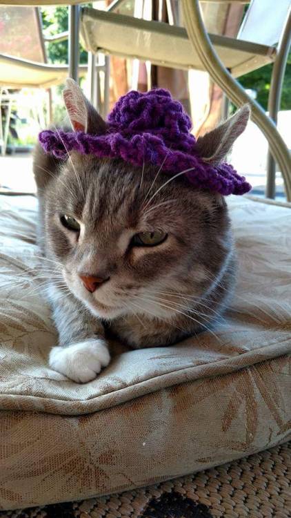 It’s always fun to crochet a little hat for your cat :3