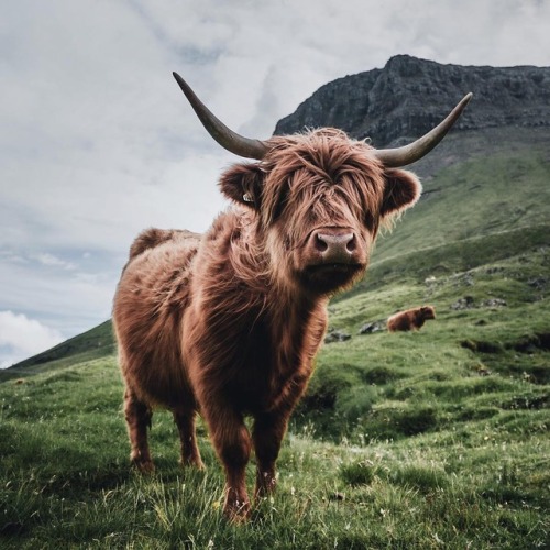 3rdquartermoon:earth:A highland cow in Faroe Islands. @good...