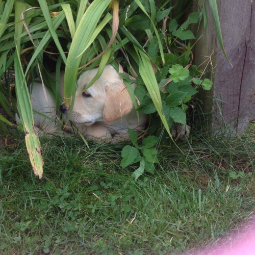 labsarelife:Sams is playing hide and seek, while also being...