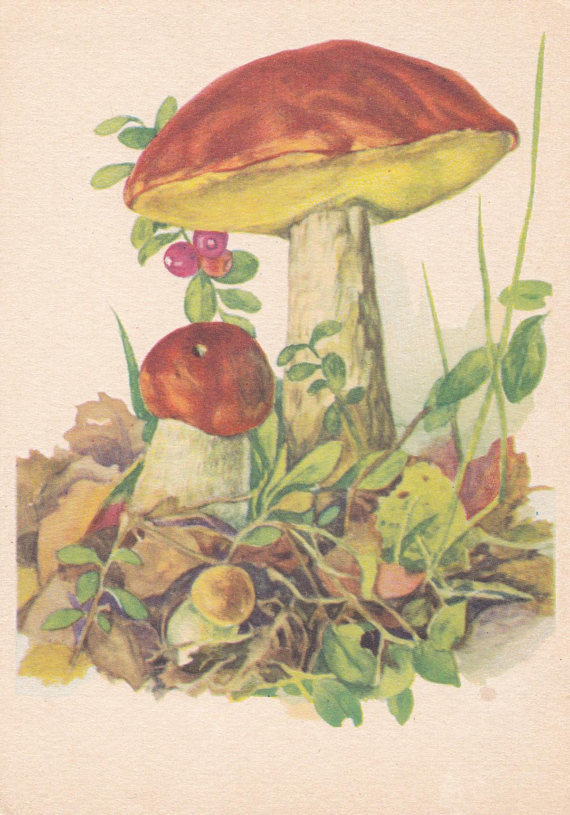 Mushroom postcard by M. Andreyev, 1959
In my shop: http://etsy.me/2Eq9i23