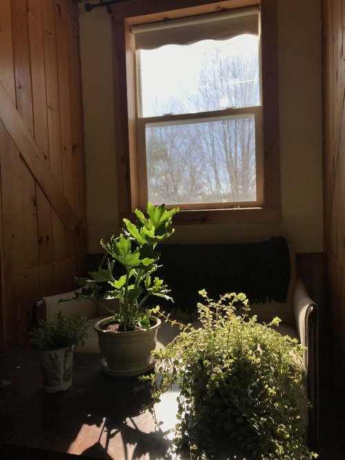 artemisiasea:I bought new plants with my last paycheck and they...