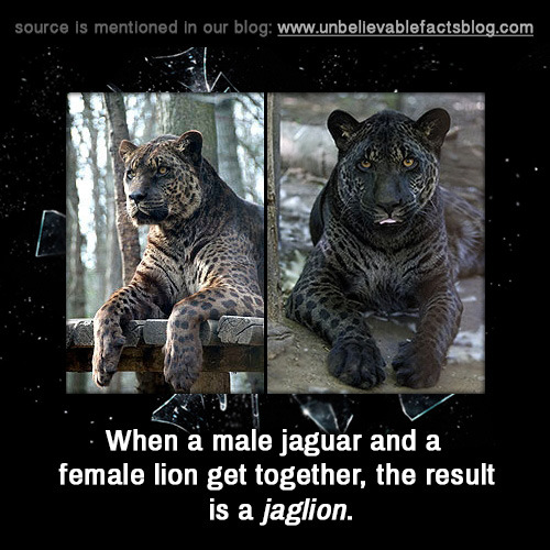 Y'all Asked For It — Unbelievable-facts: A Jaglion Is A Hybrid