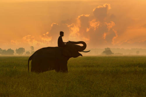 mvtionl3ss:Thailand Elephant on rice field sunrise and Mahout...