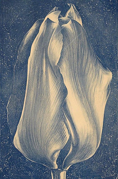 the-cinder-fields:Lowell Nesbitt,Tulip, 1965