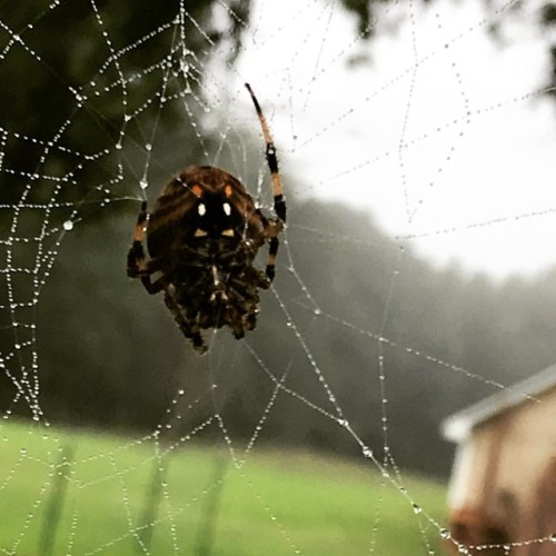 #spider #arachnid #web #raindrops #barn #fog #spin (at...