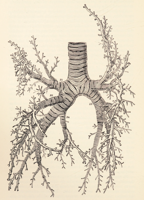 nemfrog:“Bronchi and their branches.” Topographical anatomy of...