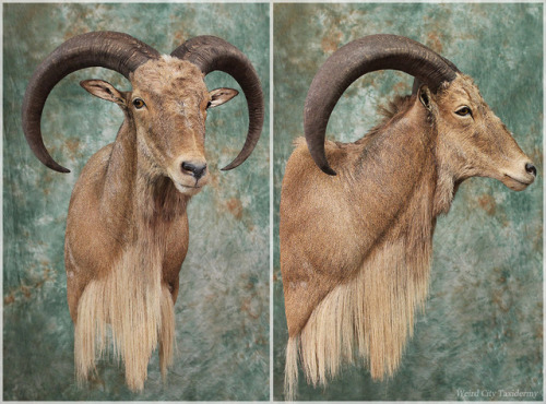 weirdcitytaxidermy
