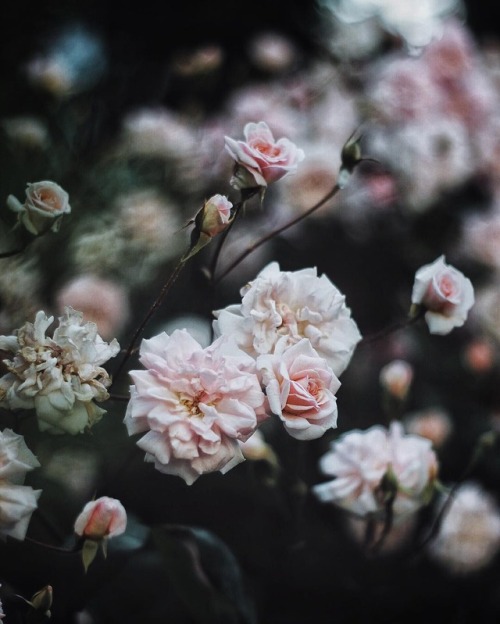 floralls:by Alixe Lay