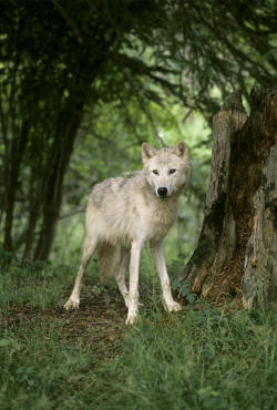 Canis Lupus by Rebecca Grambo