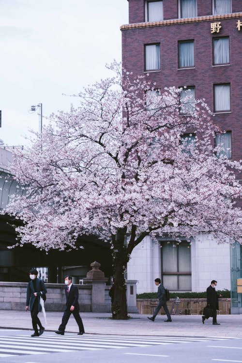 sleeplessintokyo87