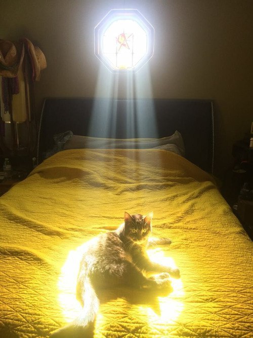 awwww-cute:The chosen meow (Source: https://ift.tt/2Nephb8)