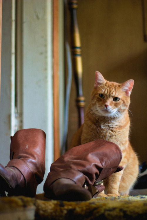 coolcatgroup:mostlycatsmostly:Puss and Boots (by...